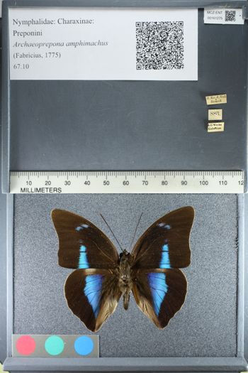 Media type: image;   Entomology 161275